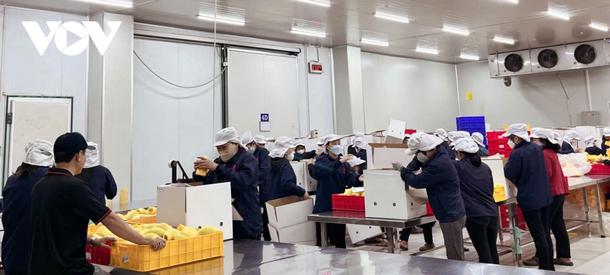 Đồng Tháp: Doanh nghiệp mới tăng mạnh, hơn 11.800 đơn vị đang hoạt động