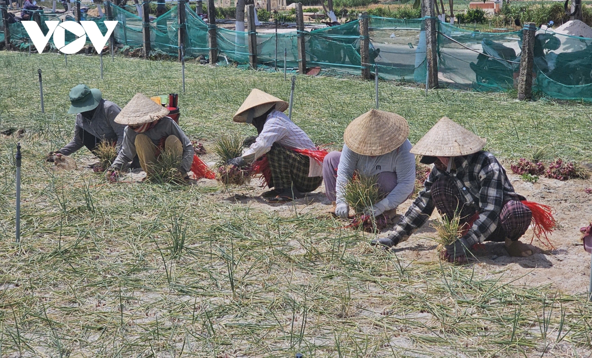 tu so hoa den gan dan, dac khu ly son chuyen minh manh me sau hon 1 thang van hanh hinh anh 4