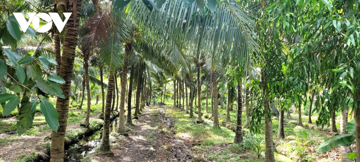 Trái dừa khô ở Vĩnh Long duy trì ở mức giá cao, nhà vườn phấn khởi