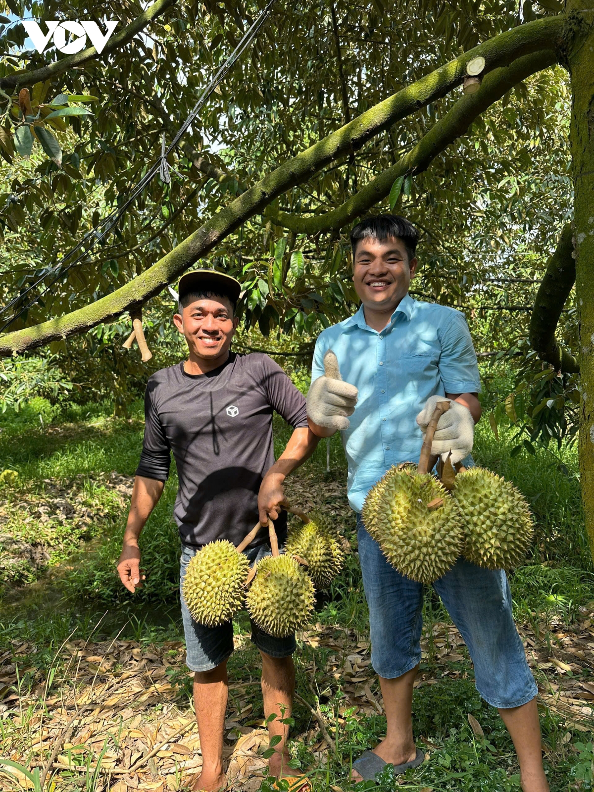 Trái sầu riêng vùng ĐBSCL khan hiếm, giá tăng cao đúng dịp Lễ 2/9