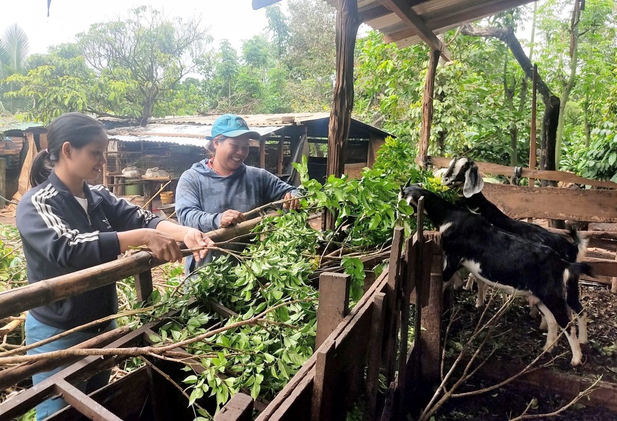von vay uu dai Ap luc tra no, dong luc de nong dan Dak lak doi thay hinh anh 1
