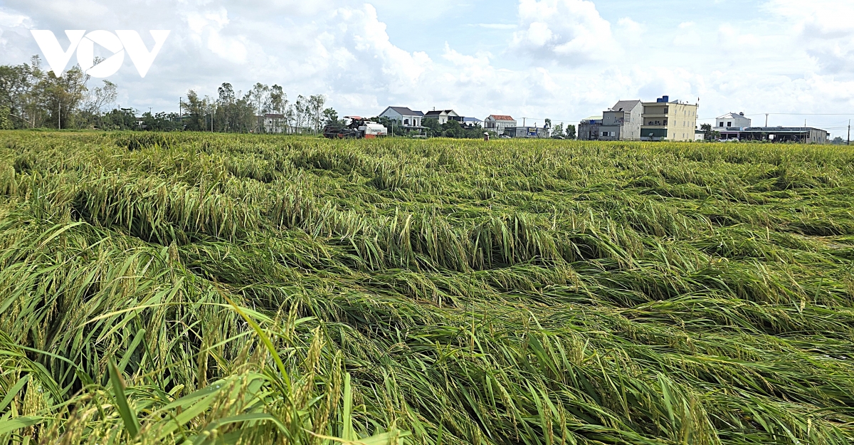 Nước mắt người nông dân rơi theo hạt lúa