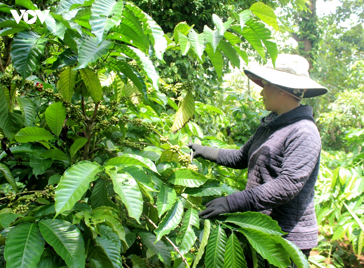 lien ket san xuat ca phe - buoc chuyen tu chuong trinh 1719 o vung dtts Dak lak hinh anh 1