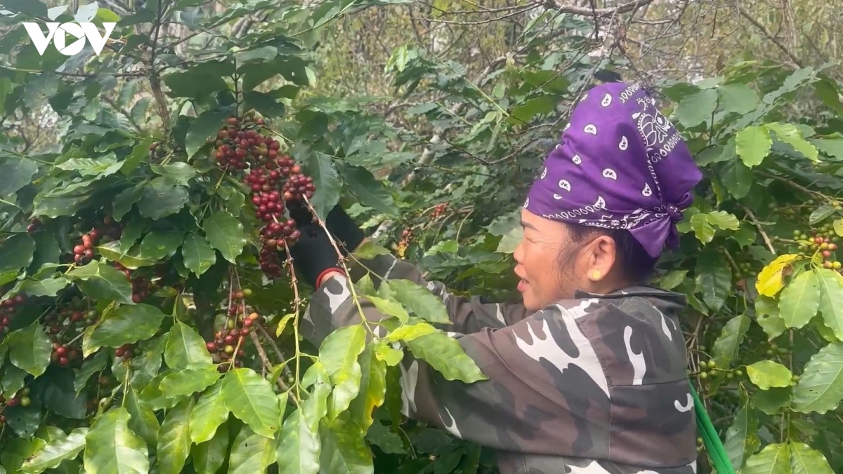 nong dan son la thay doi cach nghi, cach lam de dua nong san vuon xa hinh anh 4
