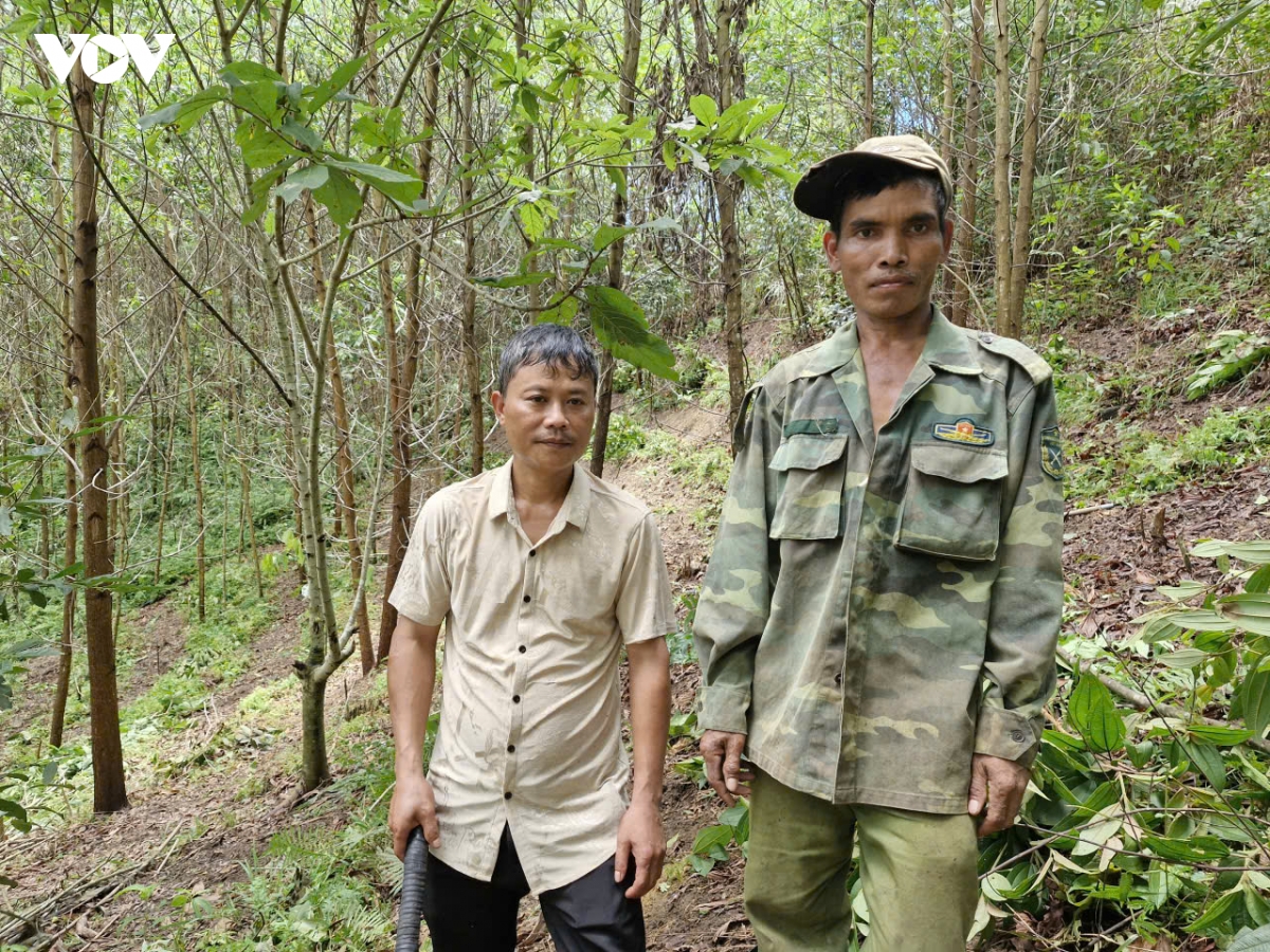 nguoi dan vung cao Da nang trong rung go lon hinh anh 5