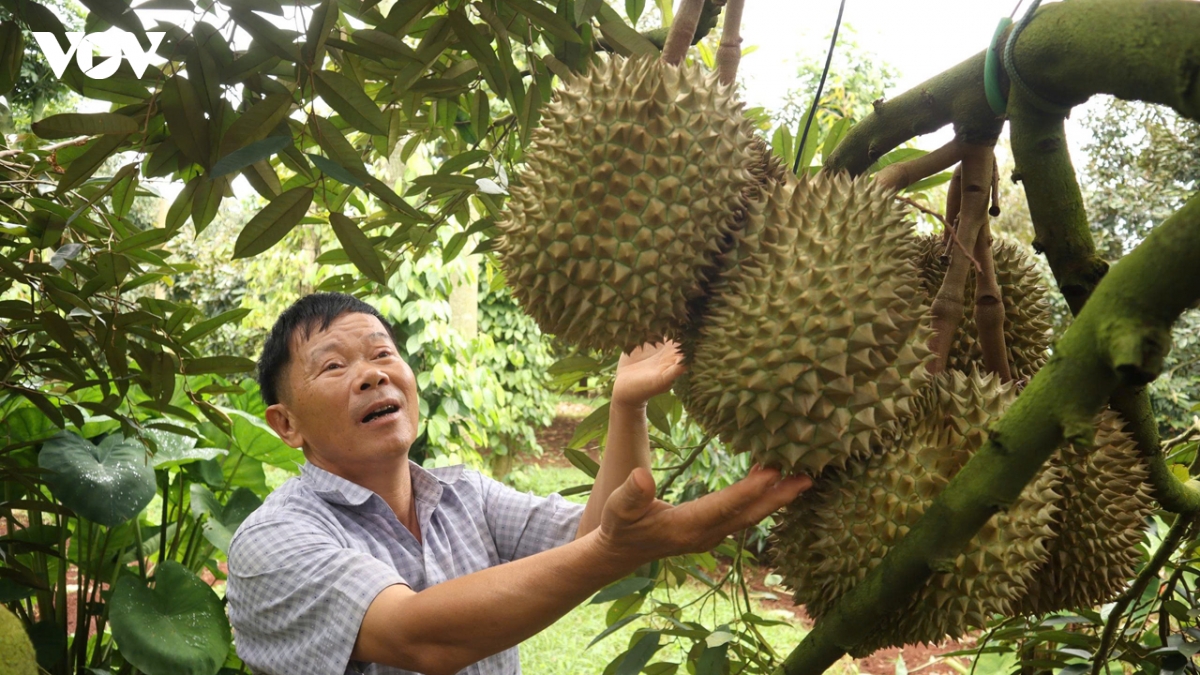 chinh vu sau rieng Dak lak giam canh tranh mua, thi truong dan on dinh hinh anh 1
