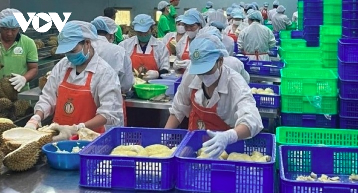 Durian drives export recovery as prices climb