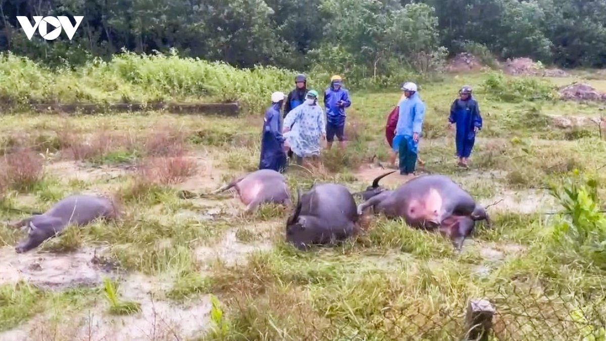 quang tri mot nguoi tu vong, 4 con trau chet do bi dien giat hinh anh 1