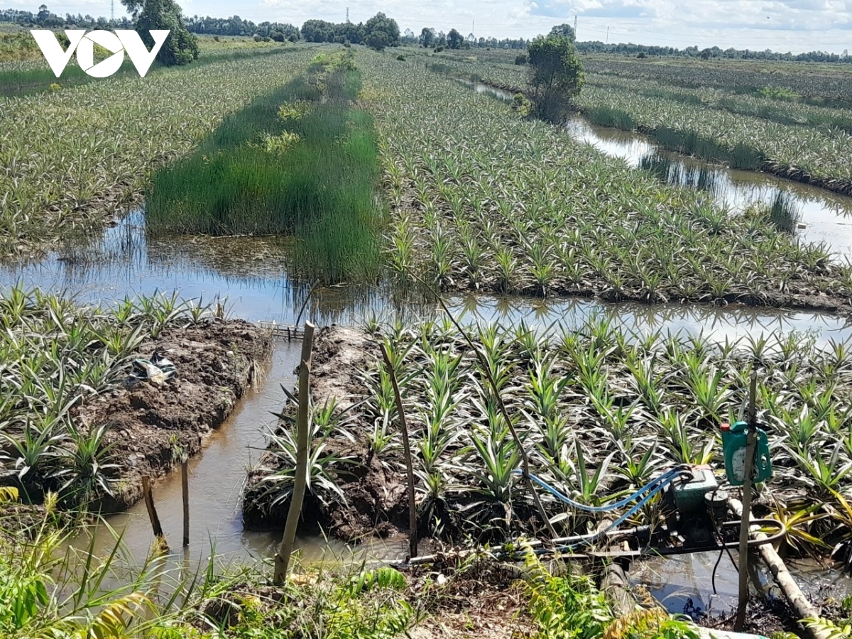 Nhà vườn tỉnh Đồng Tháp chủ động bảo vệ vườn cây đặc sản an toàn trong mùa mưa bão