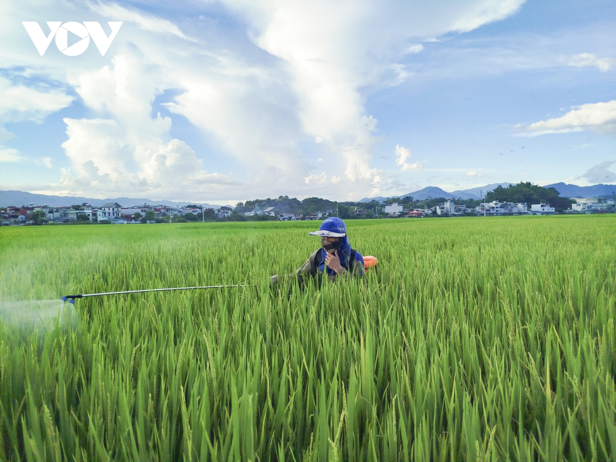 Điện Biên: Sâu bệnh hại lúa mùa tăng cao, nguy cơ ảnh hưởng năng suất