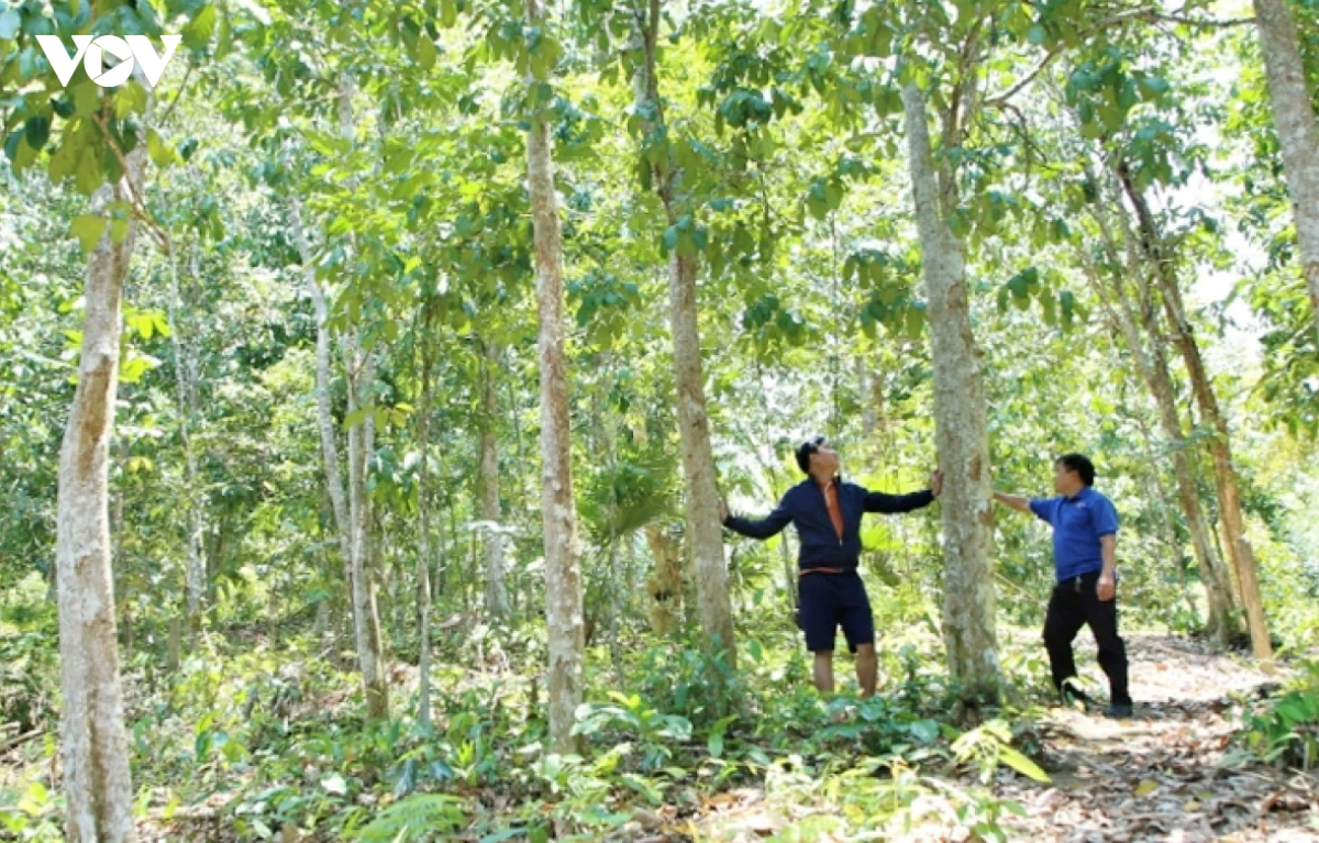 nguoi dan vung cao Da nang trong rung go lon hinh anh 4
