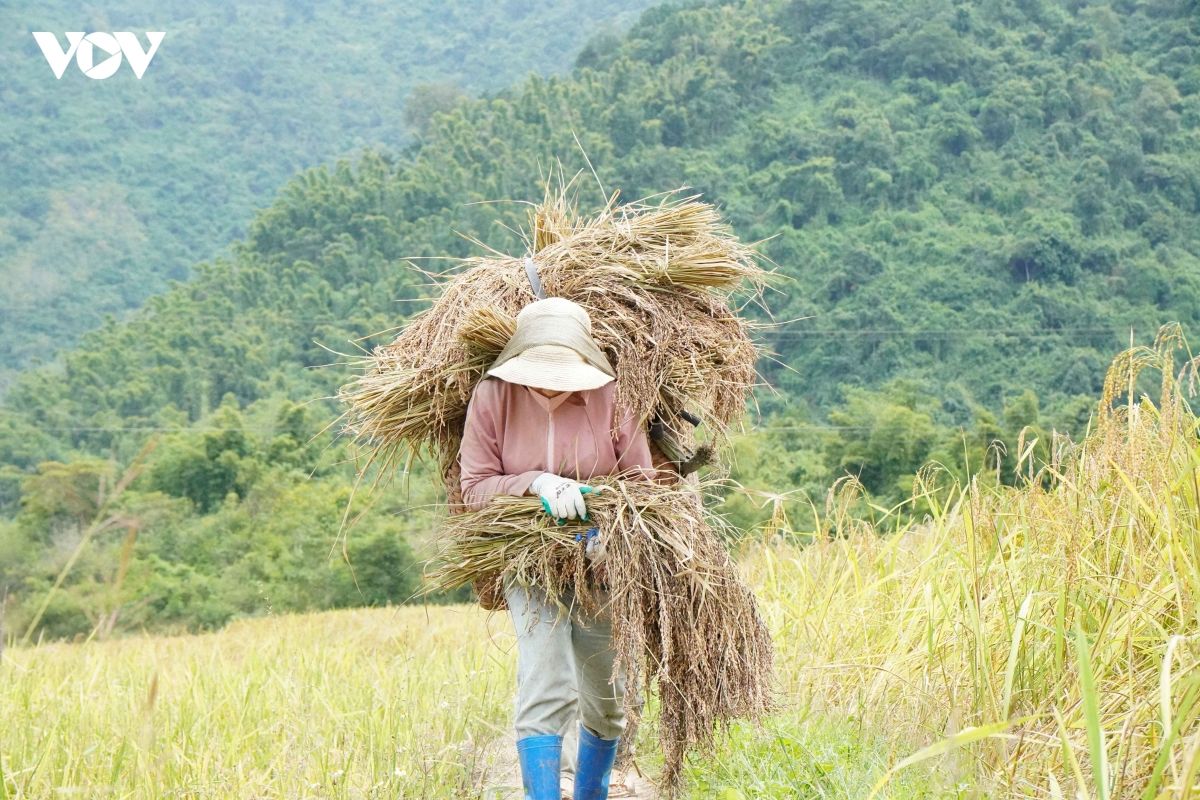 huong nep cay noi giua mua vang quang chieu hinh anh 10