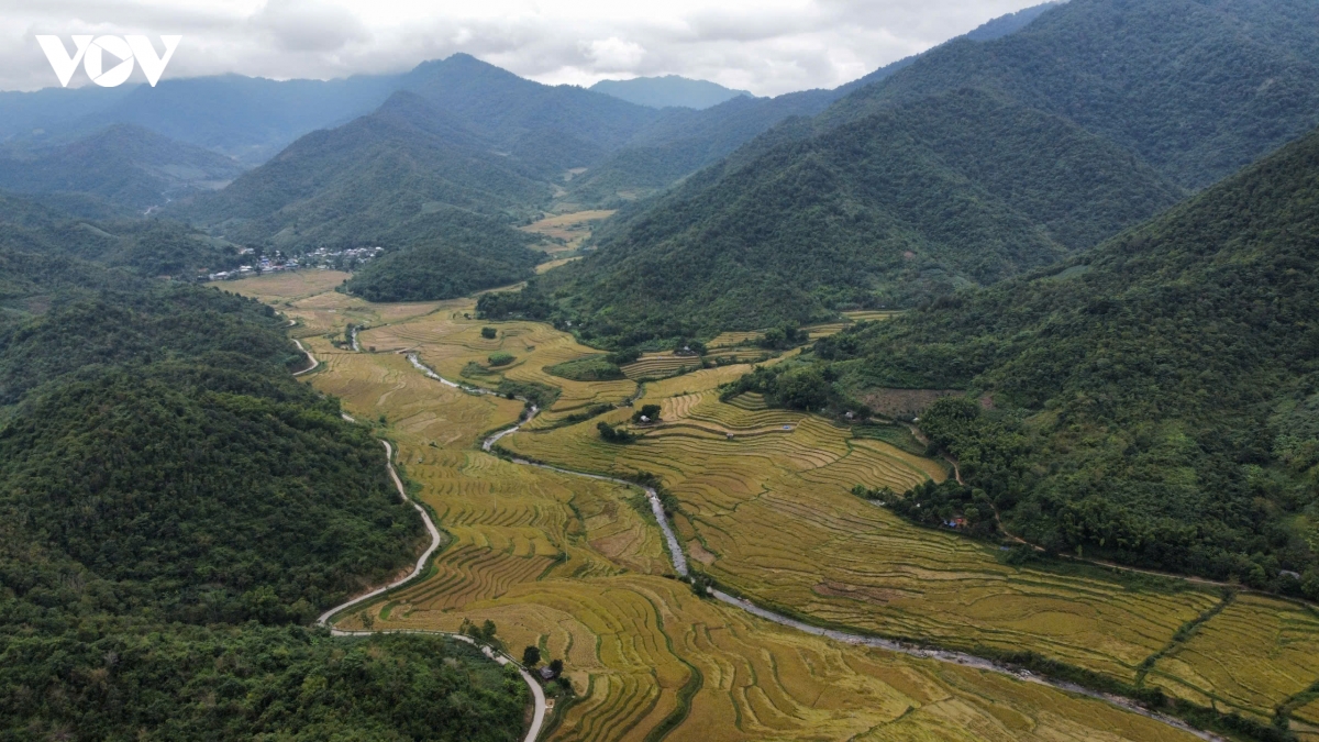 huong nep cay noi giua mua vang quang chieu hinh anh 1