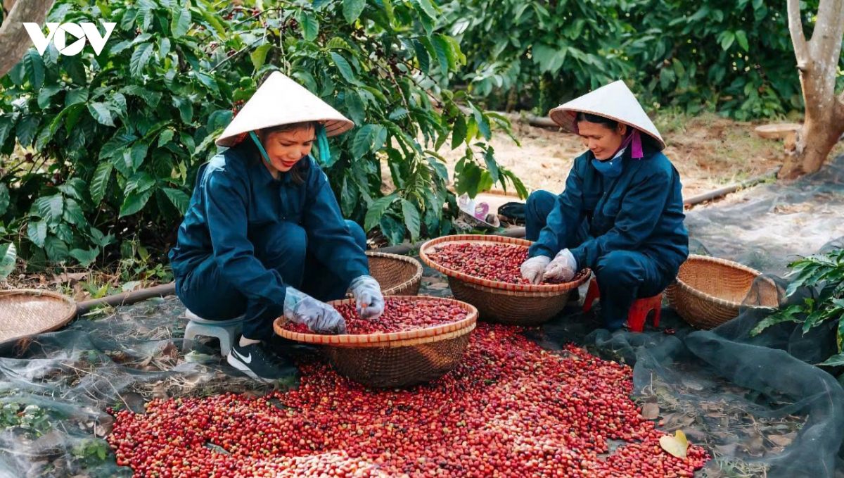 De xuat dua nong, lam, thuy san len san tai trung tam tai chinh quoc te hinh anh 1