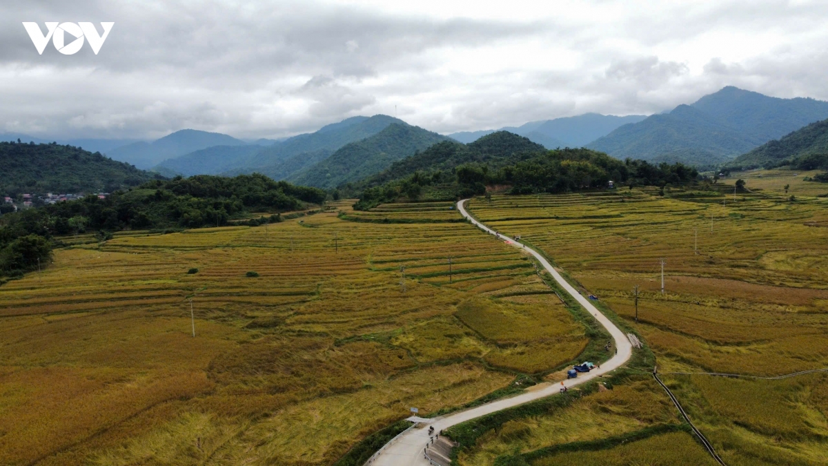 huong nep cay noi giua mua vang quang chieu hinh anh 2