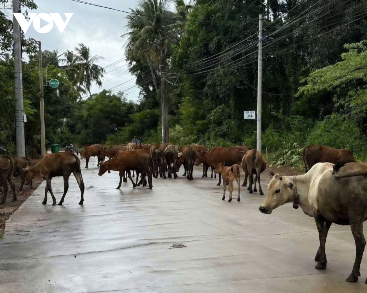 Phú Quốc nghiêm cấm chăn thả rông gia súc tại các khu vực công cộng