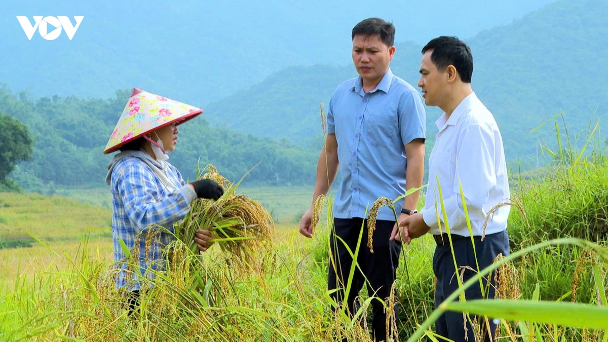 huong nep cay noi giua mua vang quang chieu hinh anh 3