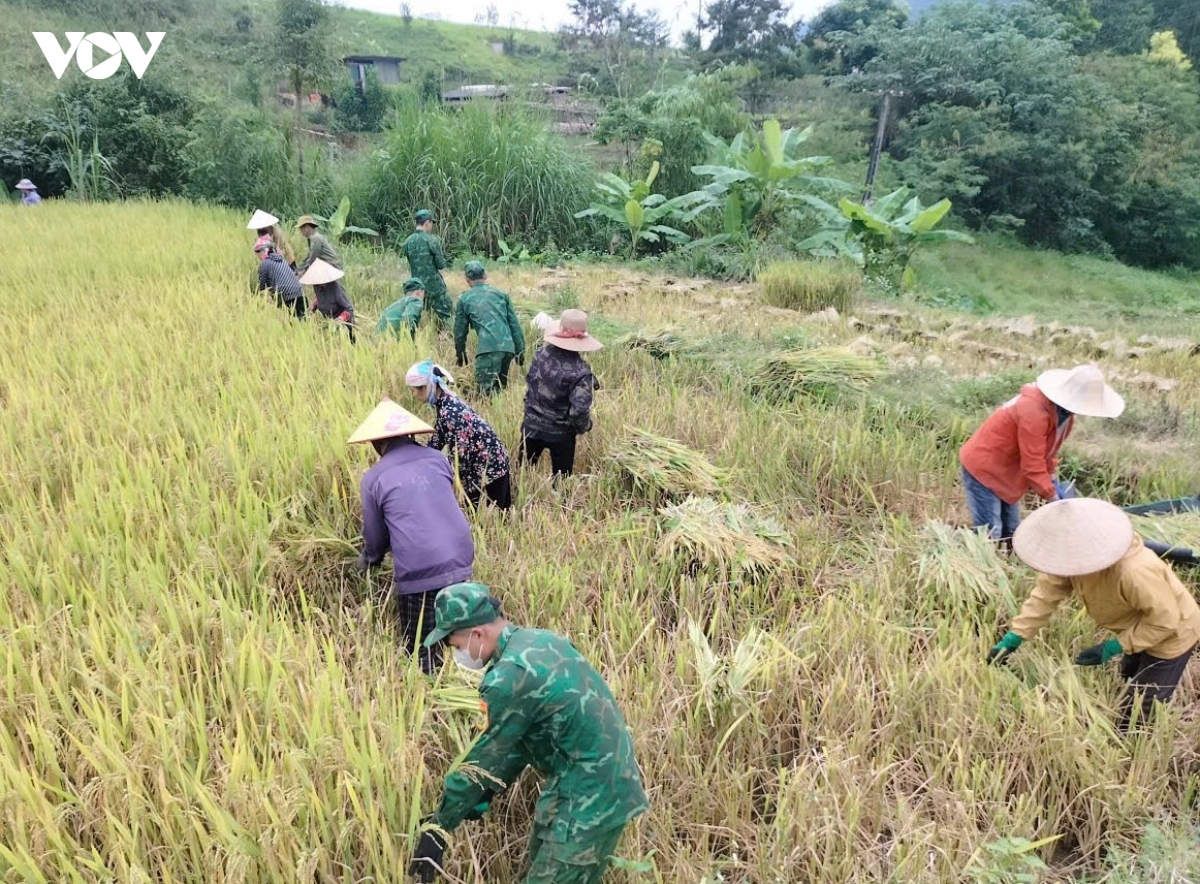 mua vang am tinh quan dan vung bien gioi son la hinh anh 10