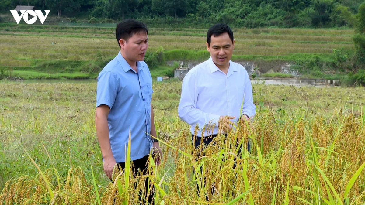 huong nep cay noi giua mua vang quang chieu hinh anh 4