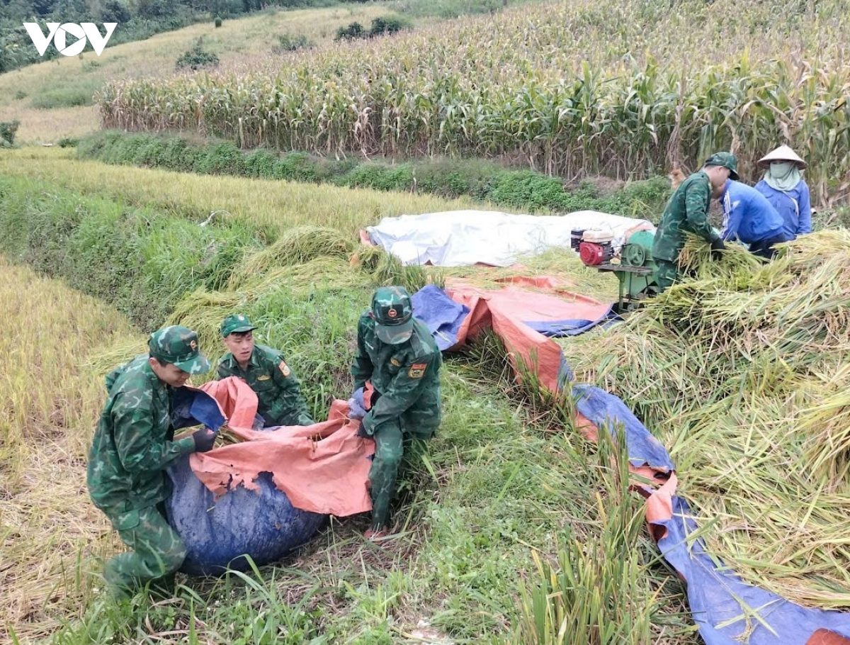 mua vang am tinh quan dan vung bien gioi son la hinh anh 4