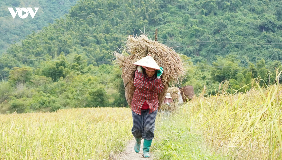 huong nep cay noi giua mua vang quang chieu hinh anh 5