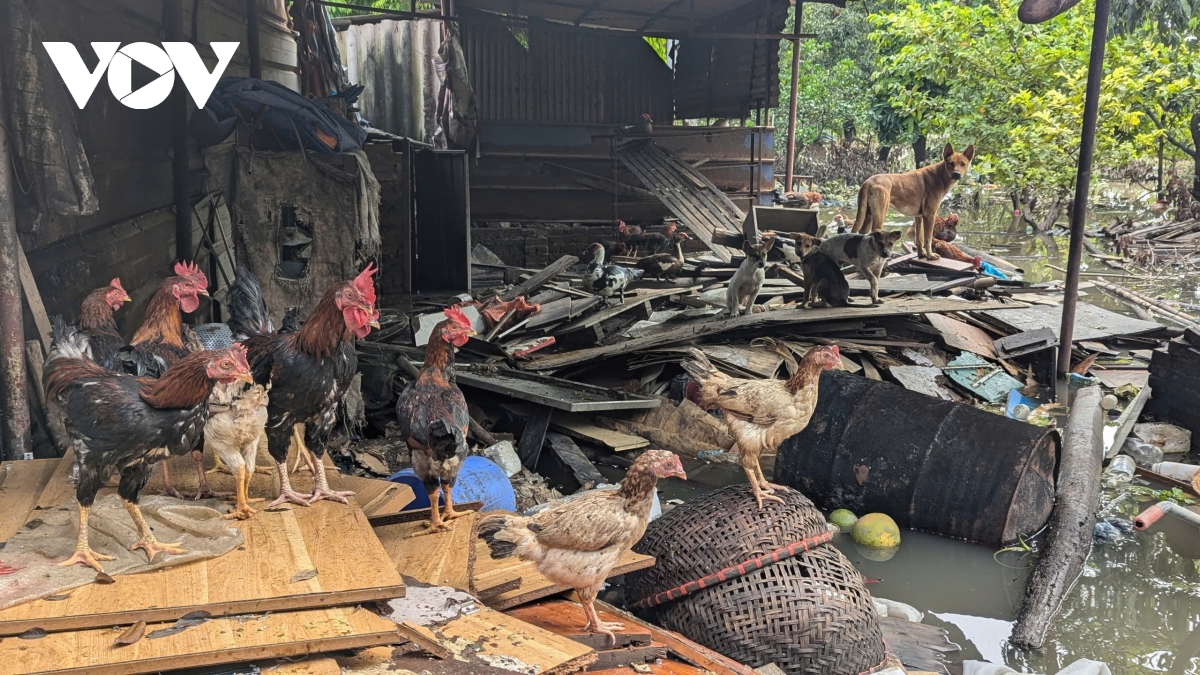 Người dân Miêu Nha bì bõm lội nước kê dọn chỗ cao hơn cho vật nuôi