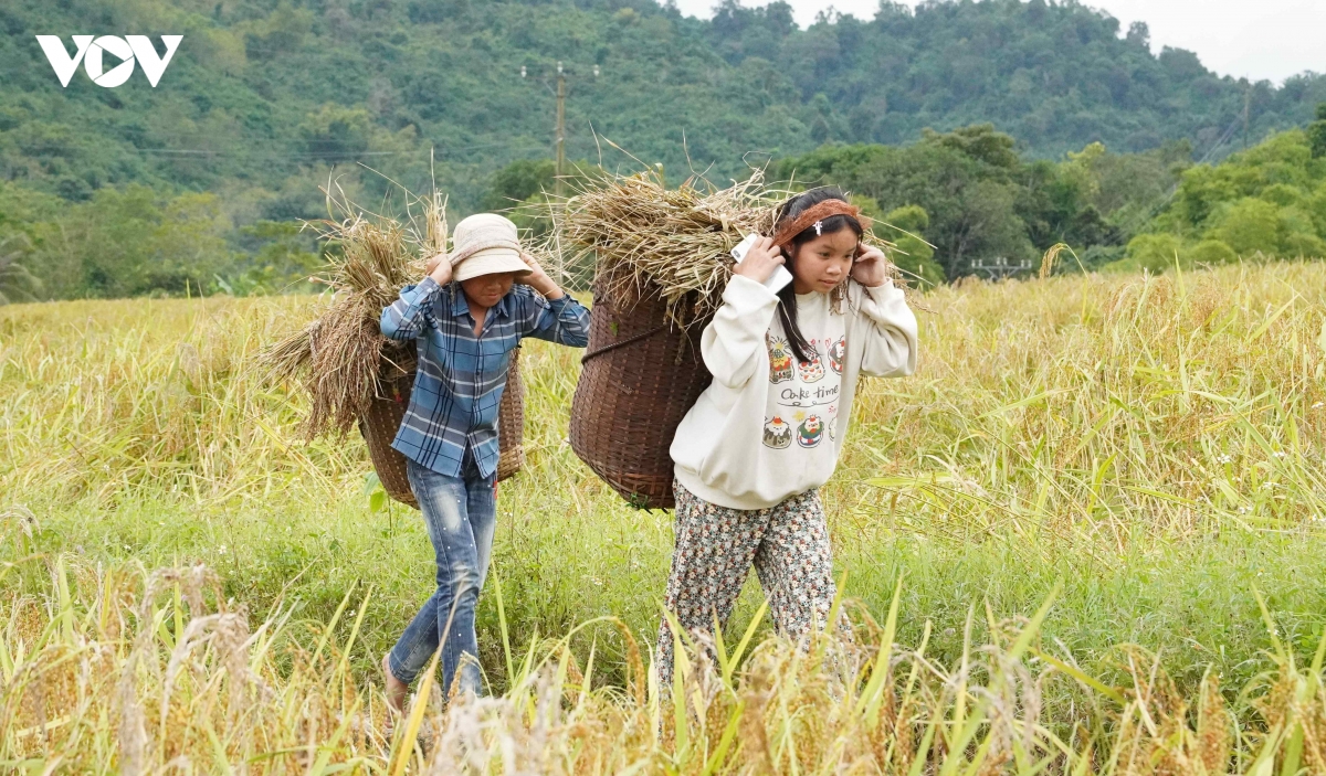 huong nep cay noi giua mua vang quang chieu hinh anh 6