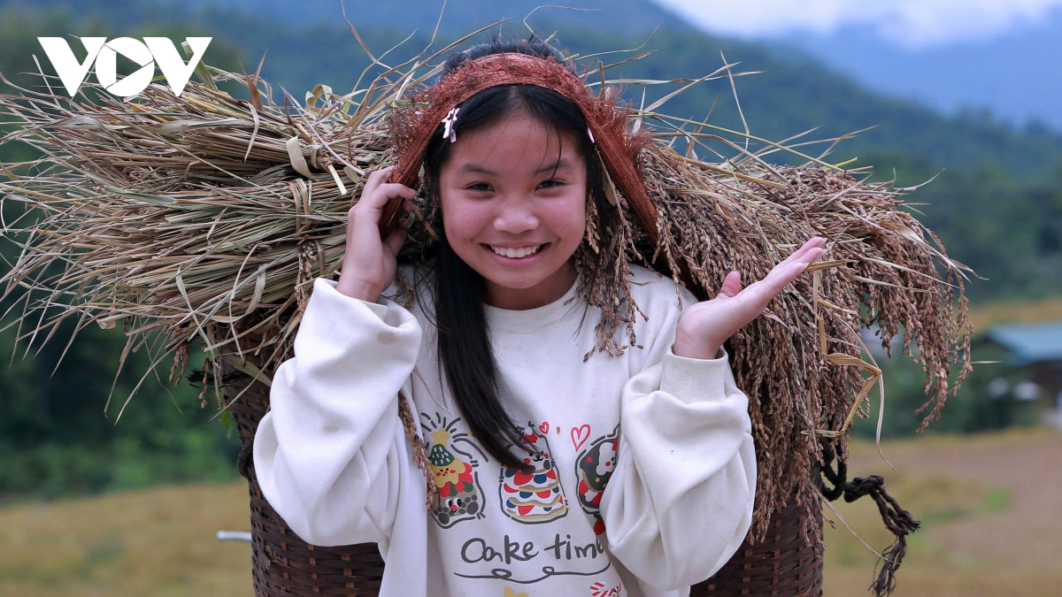 Hương nếp Cay Nọi giữa mùa vàng Quang Chiểu