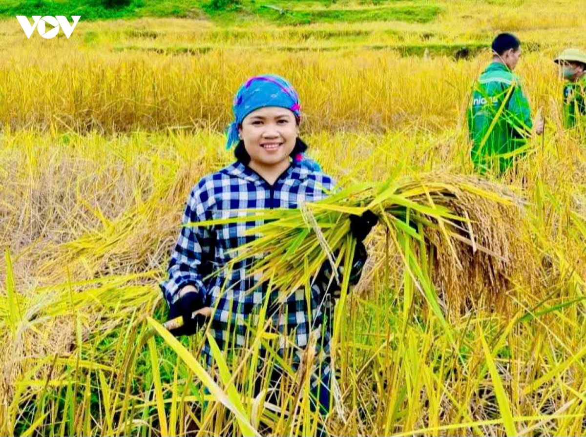 huong nep cay noi giua mua vang quang chieu hinh anh 9