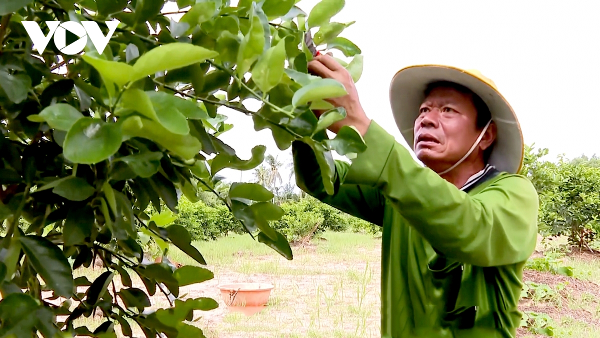 vốn nhỏ - hiệu quả lớn những câu chuyện đổi đời từ quỹ hỗ trợ nông dân hình ảnh 3 von nho - hieu qua lon nhung cau chuyen doi doi tu quy ho tro nong dan hinh anh 3