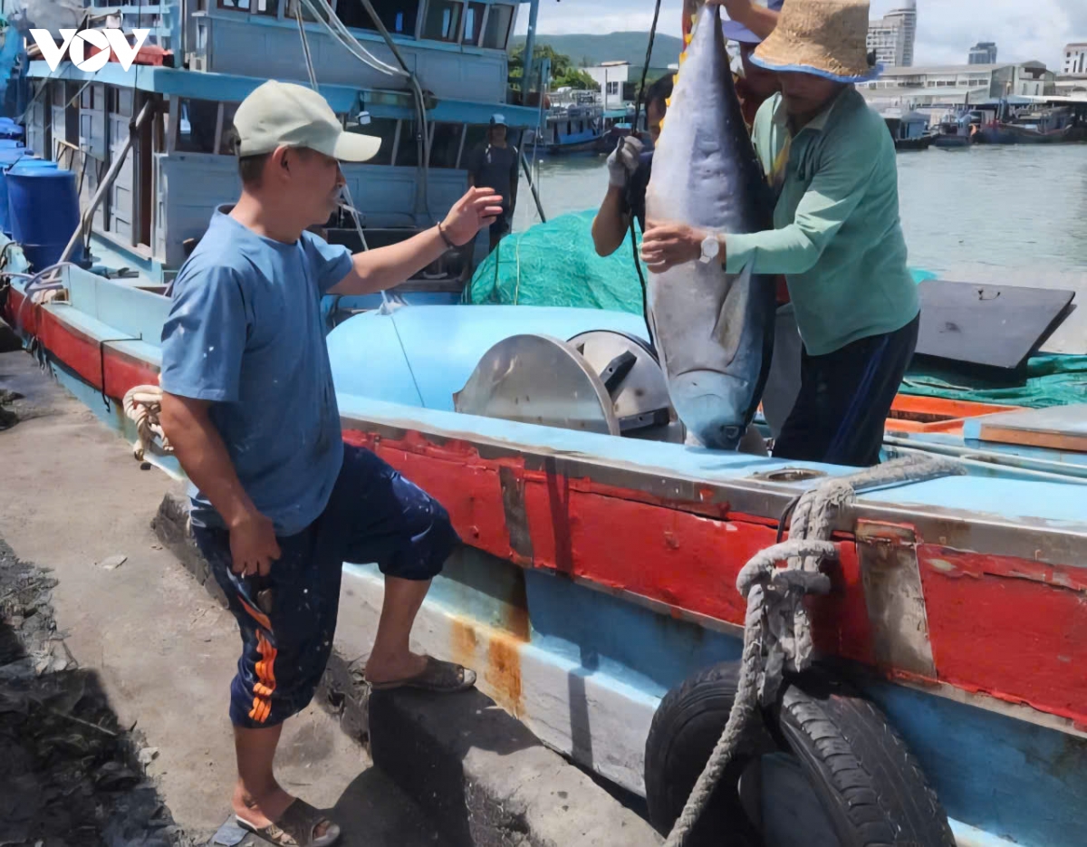 ca ngu dai duong, thuong hieu vuon tam the gioi cua vung bien gia lai hinh anh 1