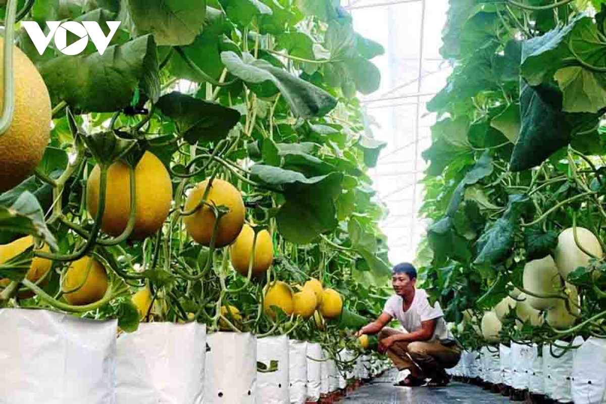 lai chau chuyen minh manh me tu nong nghiep xanh va ben vung hinh anh 1