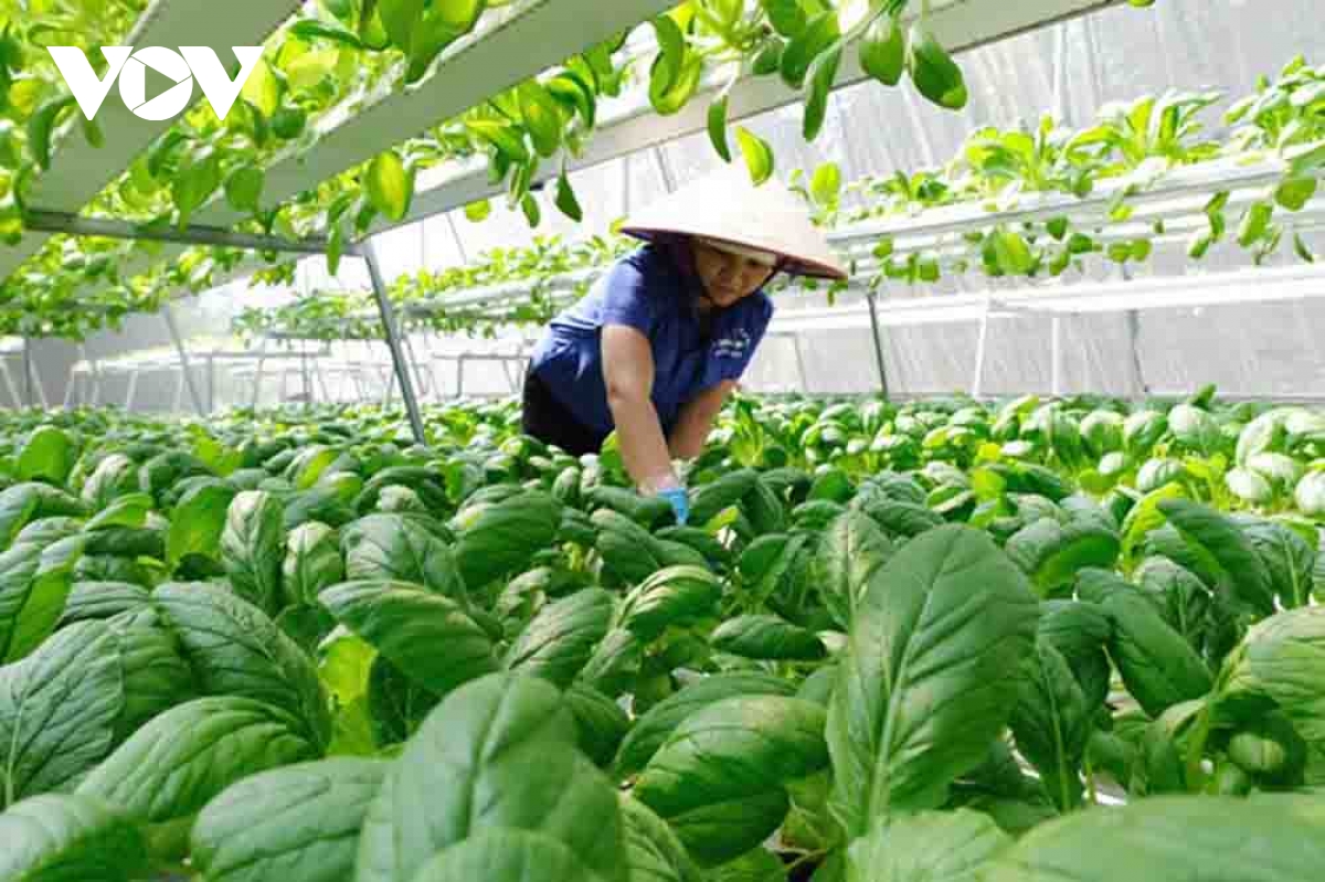 lai chau chuyen minh manh me tu nong nghiep xanh va ben vung hinh anh 2