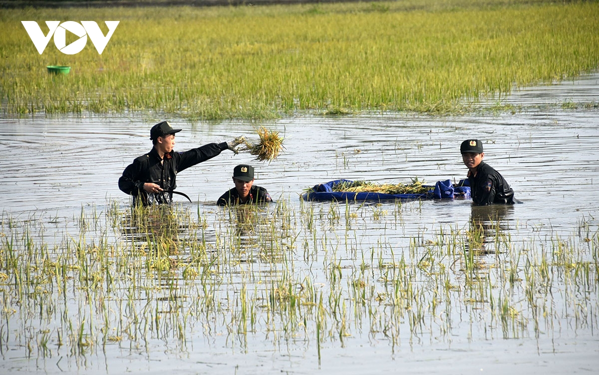 Công an ngâm mình trong nước lũ, gặt lúa giúp dân ngoại thành Hà Nội