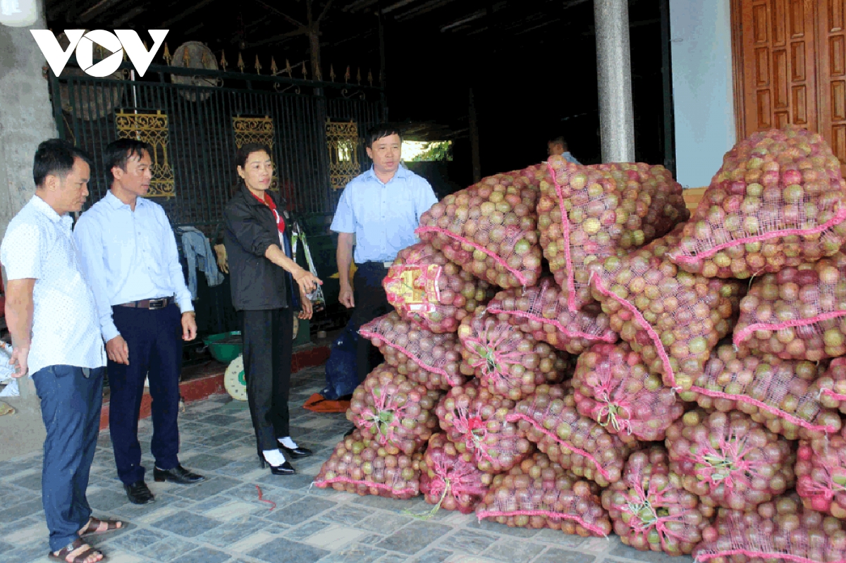 lai chau chuyen minh manh me tu nong nghiep xanh va ben vung hinh anh 3
