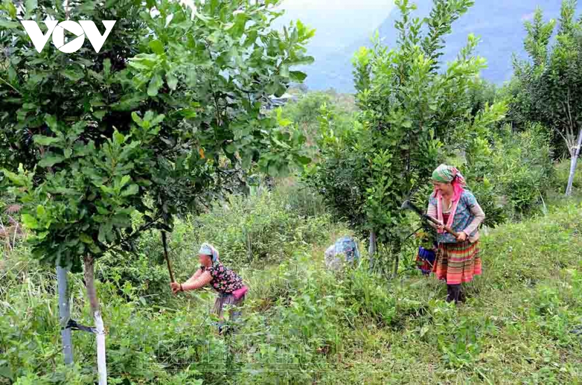 lai chau chuyen minh manh me tu nong nghiep xanh va ben vung hinh anh 4