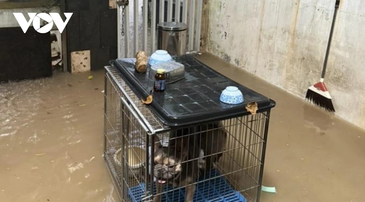 heavy overnight rain causes widespread flooding in hanoi picture 4