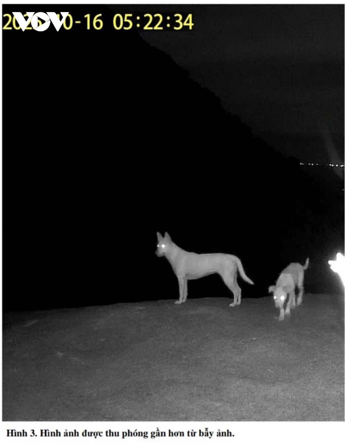 Kết quả xác minh tin xuất hiện nghi vấn loài “khỉ trắng” trên núi Ma Thiên Lãnh