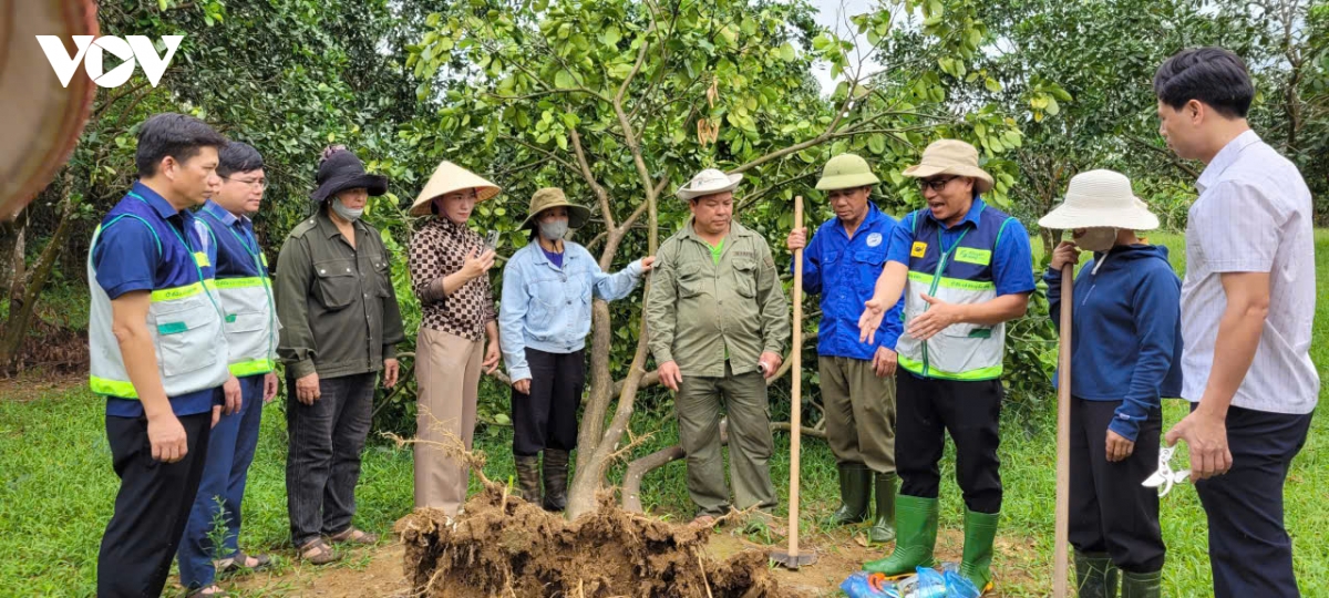 khuyen nong huong dan nong dan phuc hoi cay an qua sau mua lu hinh anh 1