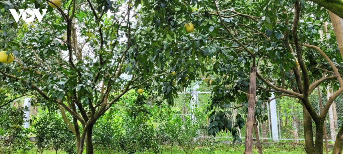 khuyen nong huong dan nong dan phuc hoi cay an qua sau mua lu hinh anh 2