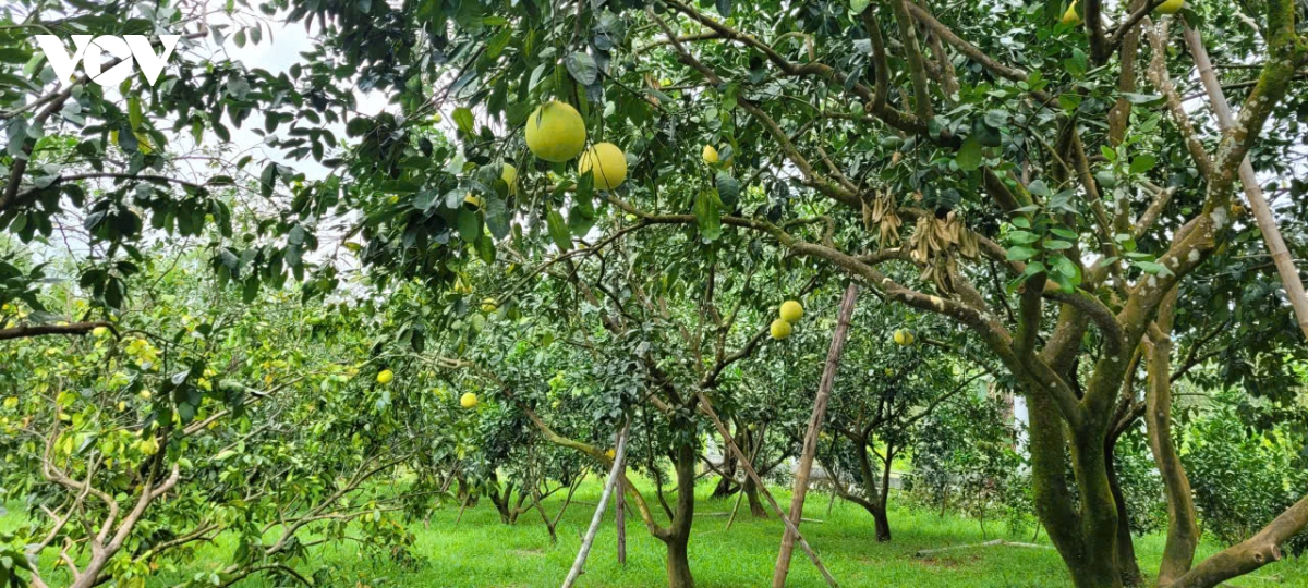 khuyen nong huong dan nong dan phuc hoi cay an qua sau mua lu hinh anh 3