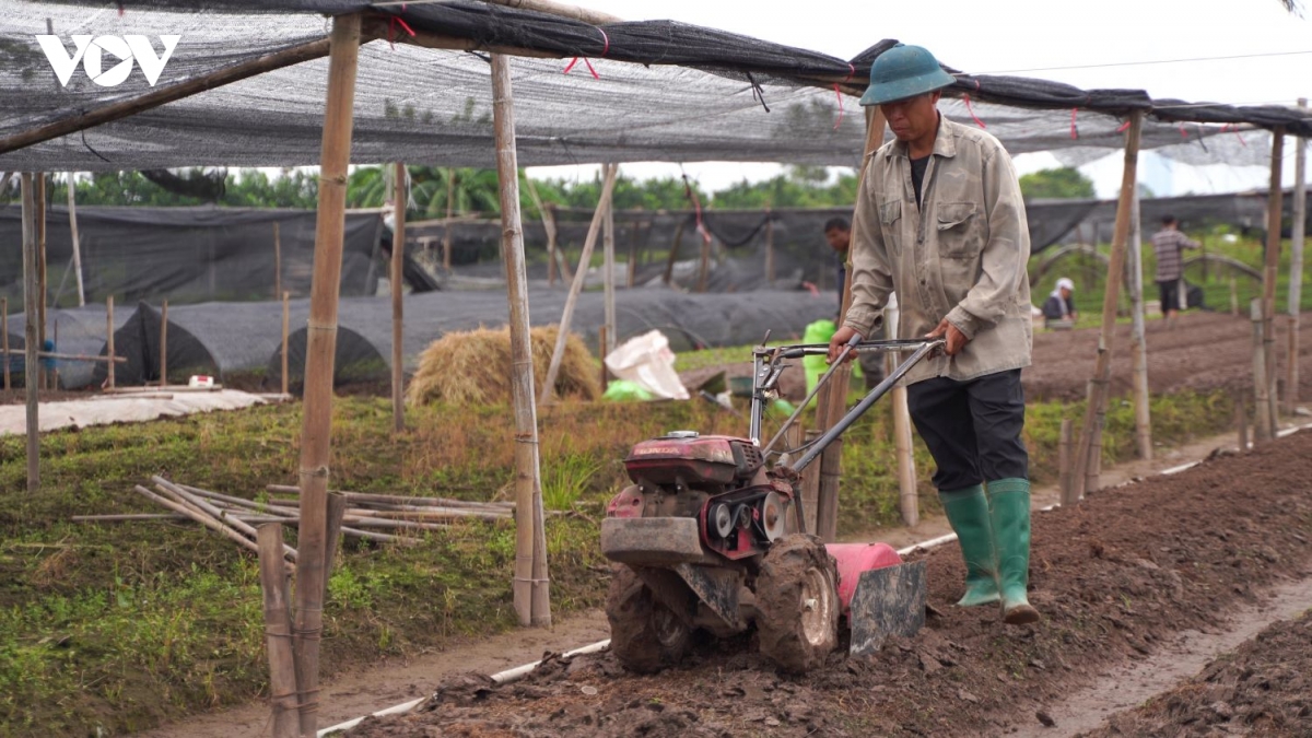 nha vuon tay tuu khan truong khoi phuc sau ngap, chuan bi vu hoa tet hinh anh 9