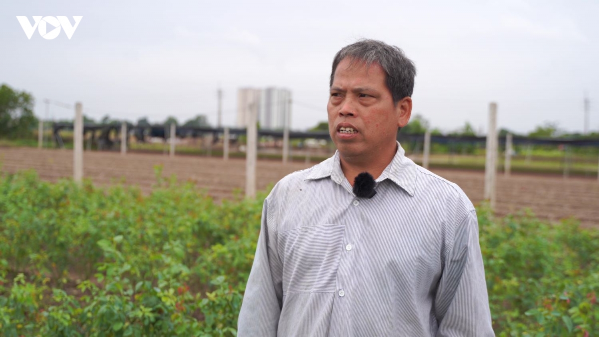 nha vuon tay tuu khan truong khoi phuc sau ngap, chuan bi vu hoa tet hinh anh 10