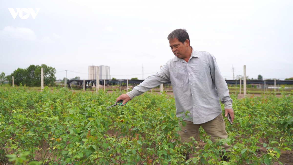 nha vuon tay tuu khan truong khoi phuc sau ngap, chuan bi vu hoa tet hinh anh 11