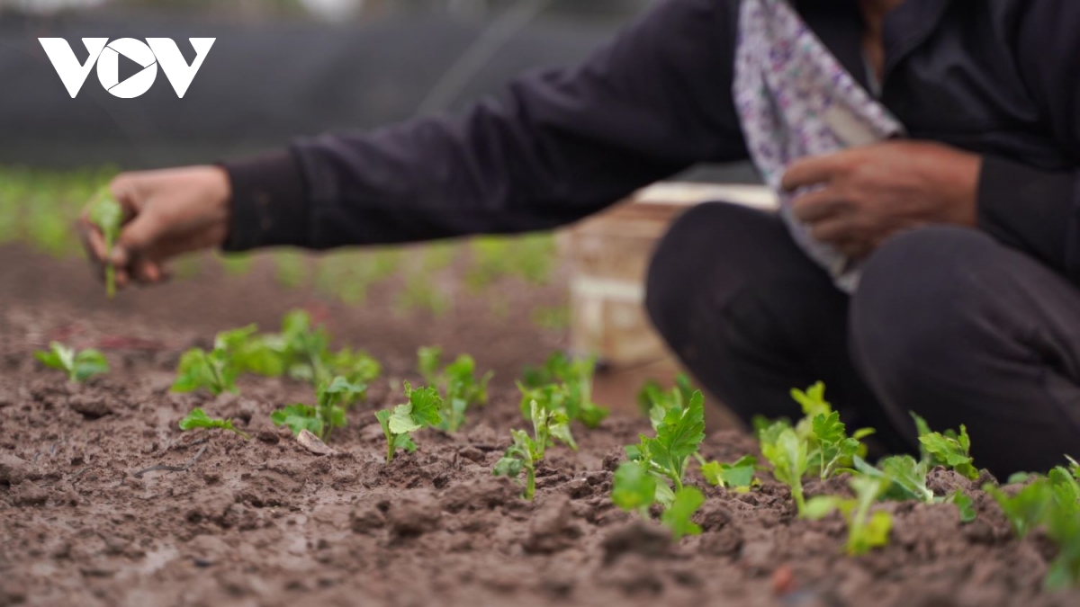 Nhà vườn Tây Tựu khẩn trương khôi phục sau ngập, chuẩn bị vụ hoa Tết