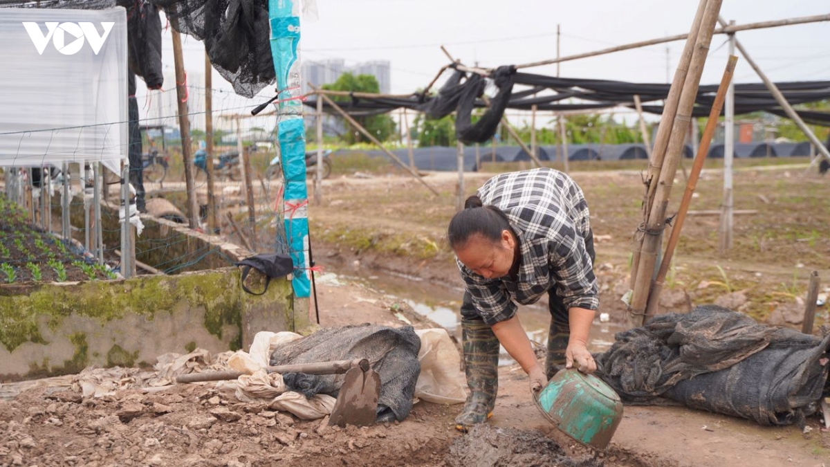 nha vuon tay tuu khan truong khoi phuc sau ngap, chuan bi vu hoa tet hinh anh 5