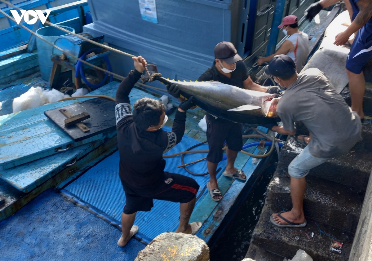 ra khoi dung luat, cap ben du so, khanh hoa quyet liet go the vang ec hinh anh 4