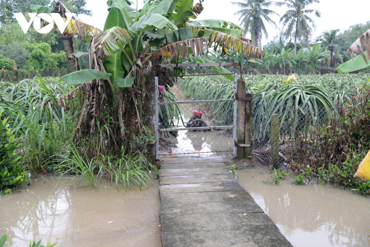 Mưa to ở Đồng Tháp gây ngập trên diện rộng, nông dân khẩn trương bơm tát nước