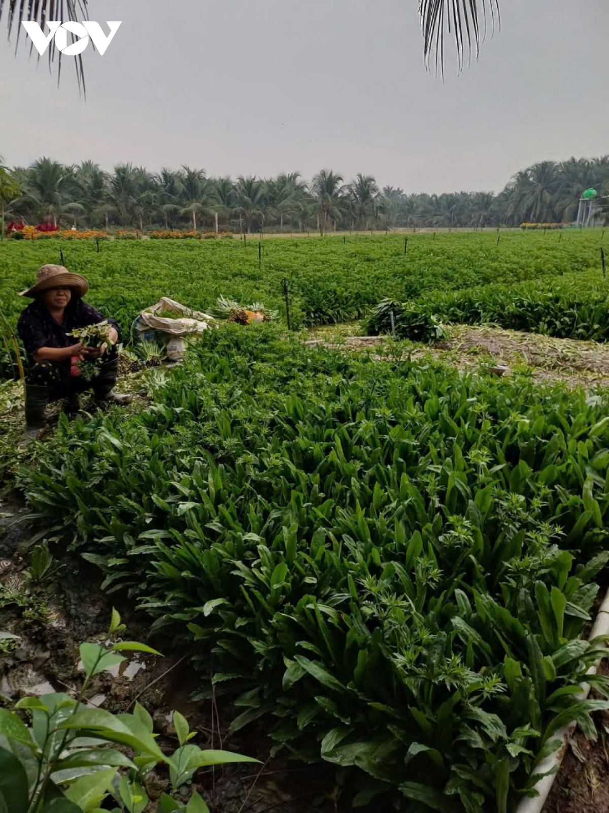 mùa nước nổi rau màu tăng giá, nông dân Đồng tháp phấn khởi hình ảnh 2 mua nuoc noi rau mau tang gia, nong dan Dong thap phan khoi hinh anh 2