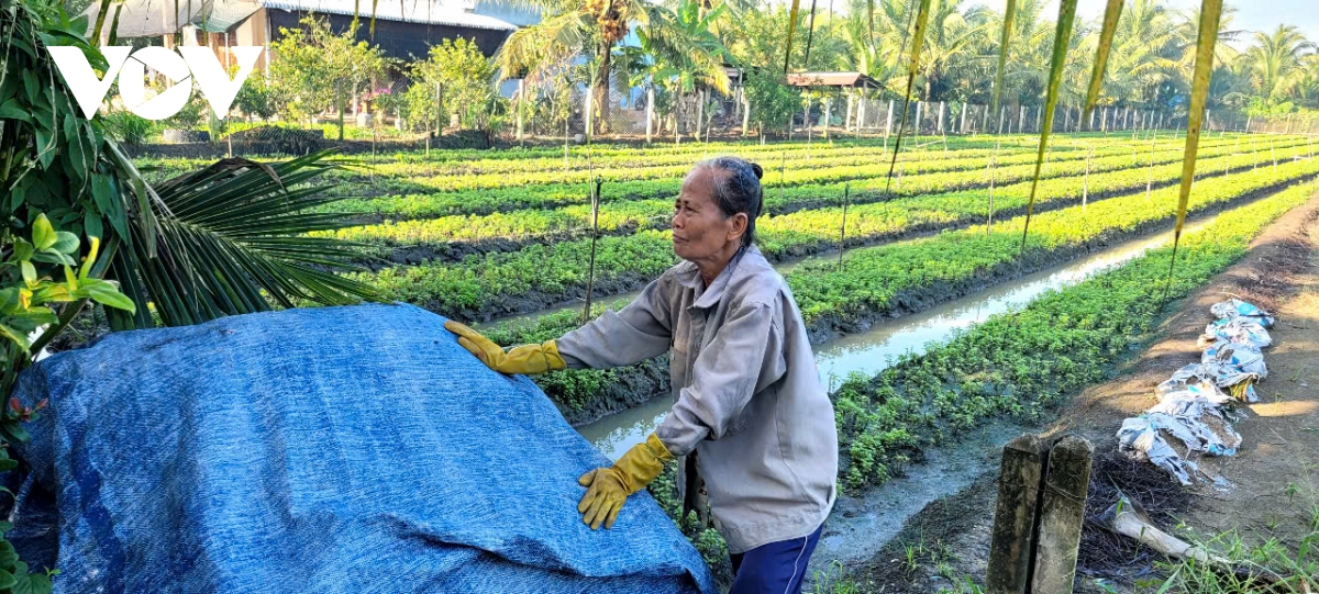 mùa nước nổi rau màu tăng giá, nông dân Đồng tháp phấn khởi hình ảnh 1 mua nuoc noi rau mau tang gia, nong dan Dong thap phan khoi hinh anh 1